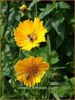Coreopsis grandiflora 'Schnittgold' | Meisjesogen | Gro&szlig;blumiges M&auml;dchenauge | Bigflower Coreopsis