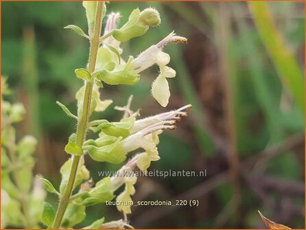 Teucrium scorodonia | Valse salie, Gamander | Salbei-Gamander | Wood Sage