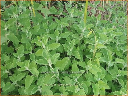 Teucrium scorodonia | Valse salie, Gamander | Salbei-Gamander | Wood Sage