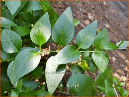 Vinca difformis | Middelste maagdenpalm, Maagdenpalm | Mittlere Immergr&uuml;n | Intermediate Periwinkle