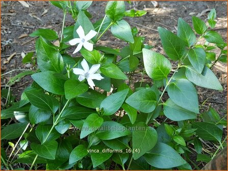 Vinca difformis | Middelste maagdenpalm, Maagdenpalm | Mittlere Immergr&uuml;n | Intermediate Periwinkle