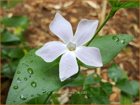 Vinca difformis | Middelste maagdenpalm, Maagdenpalm | Mittlere Immergr&uuml;n | Intermediate Periwinkle