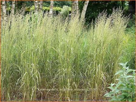 Calamagrostis acutiflora &#039;Eldorado&#039; | Struisriet