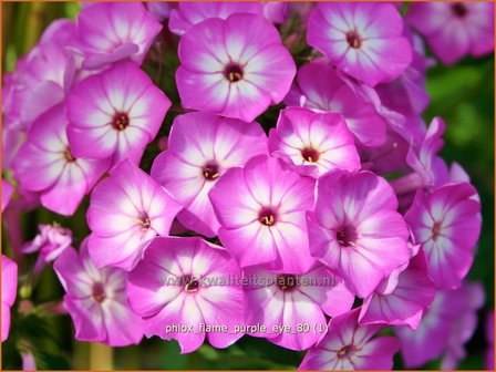 Phlox &#039;Flame Purple Eye&#039; | Hoge vlambloem, Vlambloem, Flox, Floks | Hohe Flammenblume | Border Phlox