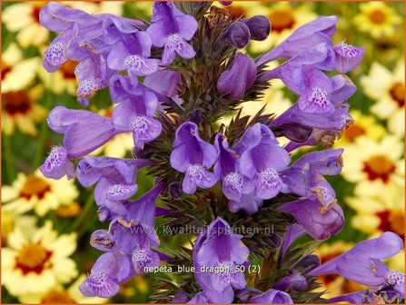 Nepeta &#039;Blue Dragon&#039; | Kattenkruid