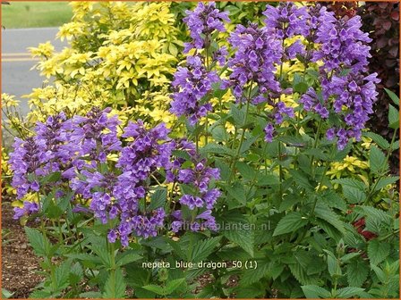 Nepeta &#039;Blue Dragon&#039; | Kattenkruid