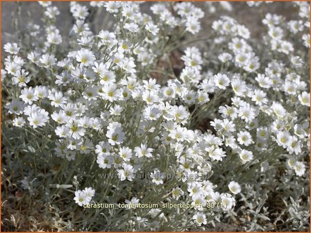 Cerastium tomentosum 'Silberteppich' | Hoornbloem