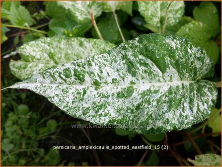 Persicaria amplexicaulis &#039;Spotted Eastfield&#039; | Adderwortel, Duizendknoop