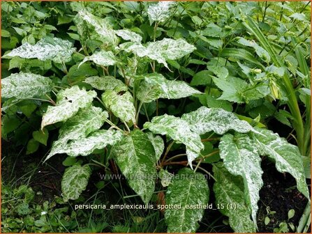 Persicaria amplexicaulis &#039;Spotted Eastfield&#039; | Adderwortel, Duizendknoop