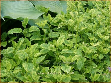 Melissa officinalis &#039;Aureovariegata&#039; | Citroenmelisse, Melisse