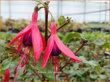 Fuchsia &#039;Mrs Popple&#039; | Bellenplant, Tuinfuchsia, Fuchsia