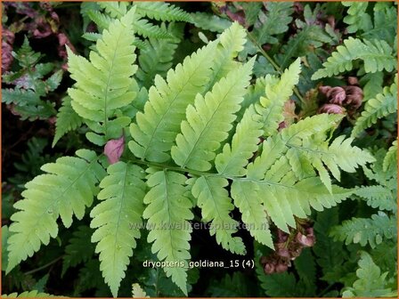 Dryopteris goldiana | Niervaren