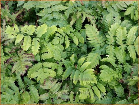 Dryopteris goldiana | Niervaren