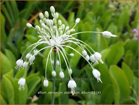 Allium carinatum pulchellum 'Album' | Berglook, Sierui, Look