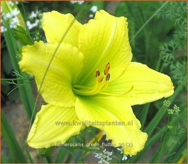 Hemerocallis &#039;Green Flutter&#039; | Daglelie