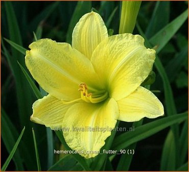 Hemerocallis &#039;Green Flutter&#039; | Daglelie