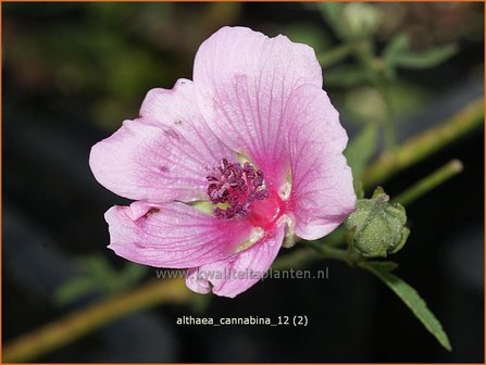 Althaea cannabina | Hennepheemst, Heemst | Hanfbl&auml;ttriger Eibisch