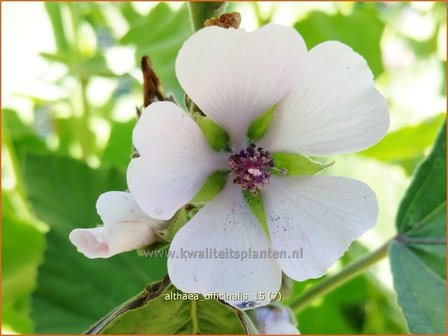 Althaea officinalis | Echte heemst, Heemst | Gebr&auml;uchlicher Eibisch | Common Marsh Mallow