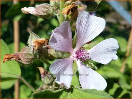 Althaea officinalis | Heemst | Gebräuchlicher Eibisch