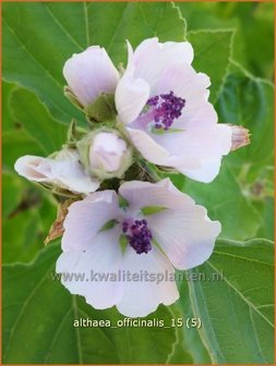 Althaea officinalis | Heemst | Gebräuchlicher Eibisch