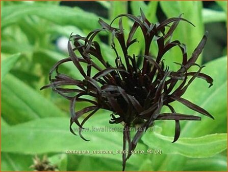 Centaurea montana &#039;Black Sprite&#039; | Korenbloem, Centaurie