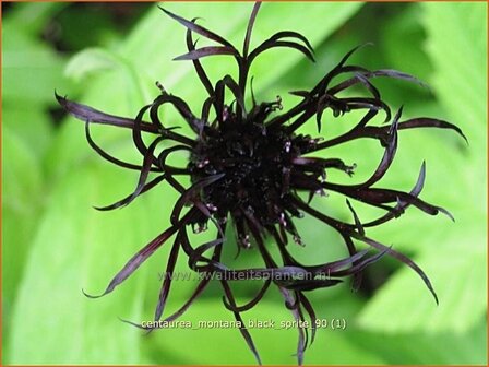 Centaurea montana 'Black Sprite' | Korenbloem, Centaurie