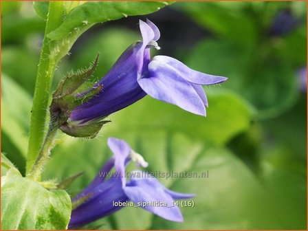 Lobelia siphilitica | Virginische lobelia, Vaste lobelia