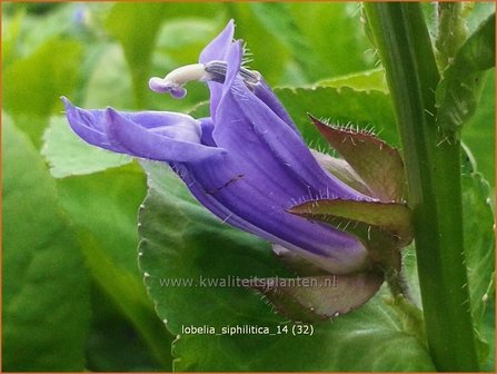 Lobelia siphilitica | Virginische lobelia, Vaste lobelia