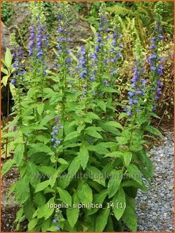 Lobelia siphilitica | Virginische lobelia, Vaste lobelia