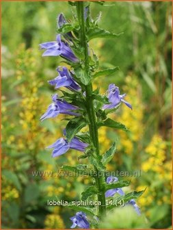 Lobelia siphilitica | Virginische lobelia, Vaste lobelia