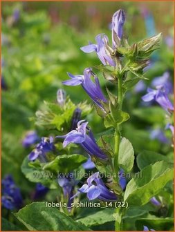 Lobelia siphilitica | Virginische lobelia, Vaste lobelia