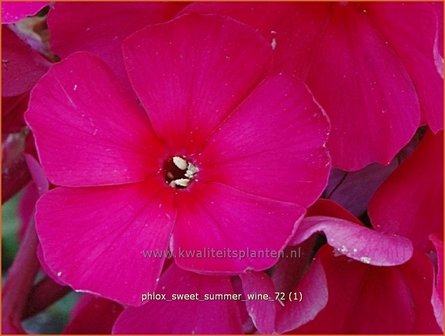 Phlox &#039;Sweet Summer Wine&#039; | Vlambloem, Flox, Floks