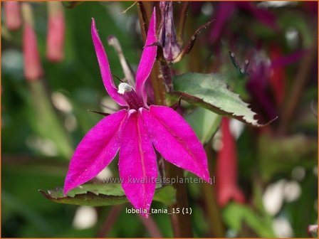 Lobelia 'Tania' | Kardinaalsbloem, Vaste lobelia