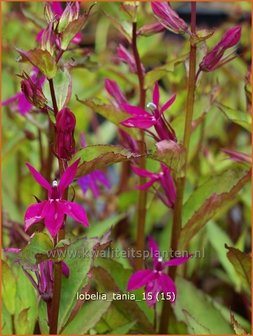Lobelia 'Tania' | Kardinaalsbloem, Vaste lobelia