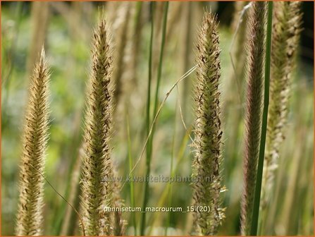 Pennisetum macrourum | Lampenpoetsersgras, Borstelveergras | Steppengras