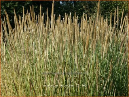 Pennisetum macrourum | Lampenpoetsersgras, Borstelveergras | Steppengras