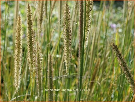 Pennisetum macrourum | Lampenpoetsersgras, Borstelveergras | Steppengras