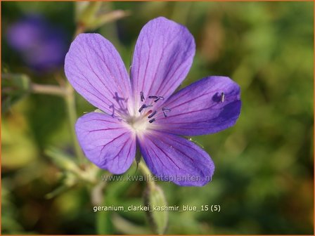 Geranium clarkei &#039;Kashmir Blue&#039; | Ooievaarsbek, Tuingeranium