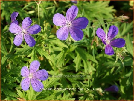 Geranium clarkei &#039;Kashmir Blue&#039; | Ooievaarsbek, Tuingeranium