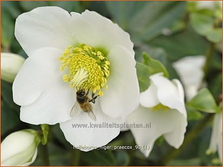 Helleborus niger 'Praecox' | Kerstroos, Nieskruid | Christrose | Christmas Rose