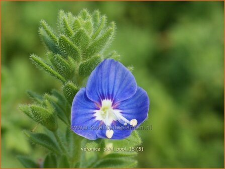 Veronica &#039;Tidal Pool&#039; | Ereprijs