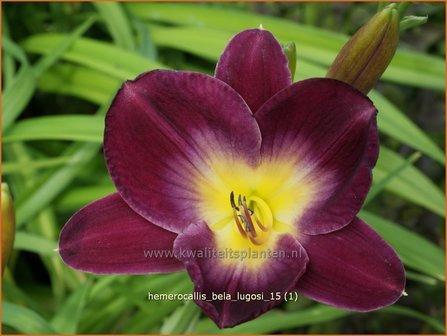 Hemerocallis &#039;Bela Lugosi&#039; | Daglelie