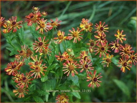 Helenium &#039;Loysder Wieck&#039; | Zonnekruid