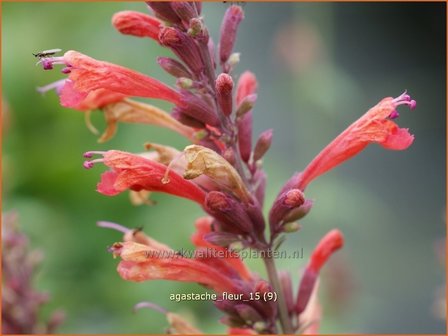 Agastache 'Fleur' | Dropplant, Anijsnetel