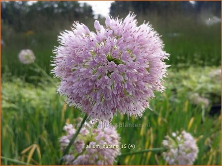 Allium nutans | Sierui, Look
