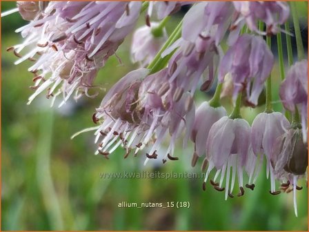 Allium nutans | Sierui, Look