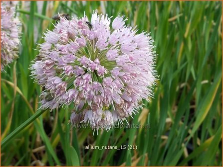 Allium nutans | Sierui, Look