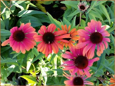 Echinacea purpurea &#039;Rainbow Marcella&#039; | Zonnehoed