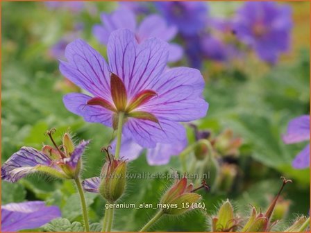 Geranium &#039;Alan Mayes&#039; | Ooievaarsbek, Tuingeranium