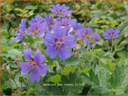 Geranium &#039;Alan Mayes&#039; | Ooievaarsbek, Tuingeranium